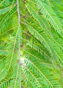 Amla, Indian Gooseberry (Phyllanthus Emblica) 14 Amla, Indian Gooseberry (Phyllanthus Emblica) -Wilson Bros Gardens Shop 0155d9 1fbee7d1bf5e4d2cbd137608090fe2c4 mv2 d 1860 2800 s 2