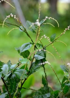 Anamu (Petiveria Alliacea)