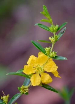 Sun Opener, Sinicuichi (Heimia Salicifolia) -Wilson Bros Gardens Shop 0155d9 376f2598fcd842feb3ee6168fa92c091 mv2 d 3264 4928 s 4 2
