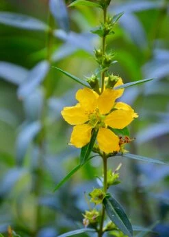 Sun Opener, Sinicuichi (Heimia Salicifolia) -Wilson Bros Gardens Shop 0155d9 4599d42dafc54c6e8e0f2e9b07f6a881 mv2 d 3264 4928 s 4 2