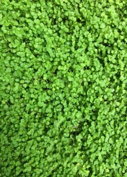 Corsican Mint (Mentha Requienii)