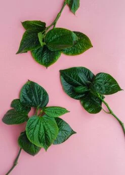 Lolot (Piper Sarmentosum) -Wilson Bros Gardens Shop 0155d9 4dac8f1bcf3e45de953a21ac4071b86a mv2 d 3648 5472 s 4 2