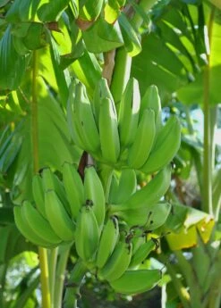 Banana 'Mona Lisa' (Musa Acuminata)