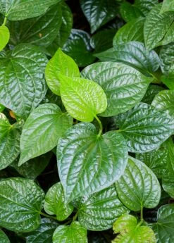 Lolot (Piper Sarmentosum) -Wilson Bros Gardens Shop 0155d9 9341901467de42e485b61a0ecfae903b