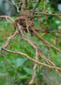 Ashwagandha (Withania Somnifera) -Wilson Bros Gardens Shop 0155d9 af78b0aa658a4736babf4d2227d35bc0 mv2 d 3264 4928 s 4 2