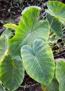 Taro, Red (Colocasia Esculenta) -Wilson Bros Gardens Shop 0155d9 b0be5db36a574df7921617a8173563cc mv2 d 1862 2800 s 2