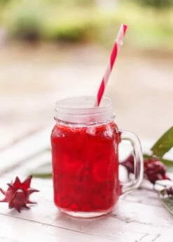 Florida Cranberry (Hibiscus Sabdariffa) -Wilson Bros Gardens Shop 0155d9 c34fdedc94a947bb8c564027b5fa9c8f mv2 d 2340 2800 s 2