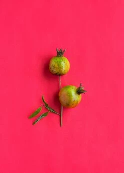 Pomegranate 'Vietnamese Pink' (Punica Granatum) -Wilson Bros Gardens Shop 0155d9 d1b0582fd8484caf87aa44915959da6f mv2 d 3271 4907 s 4 2