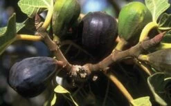 LSU Purple Fig Tree - 1 Gallon Pot -Wilson Bros Gardens Shop 10072 lsu purple fig 1