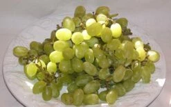 Thompson Seedless Grape Vine - 1 Gallon Pot -Wilson Bros Gardens Shop 10092 thompson seedless grape
