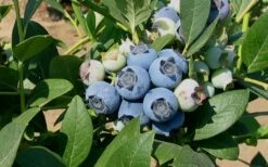 Biloxi Southern Highbush Blueberry - 1 Gallon Pot -Wilson Bros Gardens Shop 10151 biloxi blueberry
