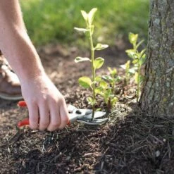 Leonard Deluxe Soil Knife, Pruner, Saw, And Sheath Combo 21 Leonard Deluxe Soil Knife, Pruner, Saw, And Sheath Combo -Wilson Bros Gardens Shop 1286 8 1 1