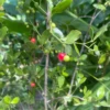 Maiden Berry (Crossopetalum Rhacoma)
