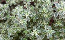 Silver Lemon Thyme - Thymus - 3 Pack Of Quart Pots -Wilson Bros Gardens Shop 13143 silver lemon thyme