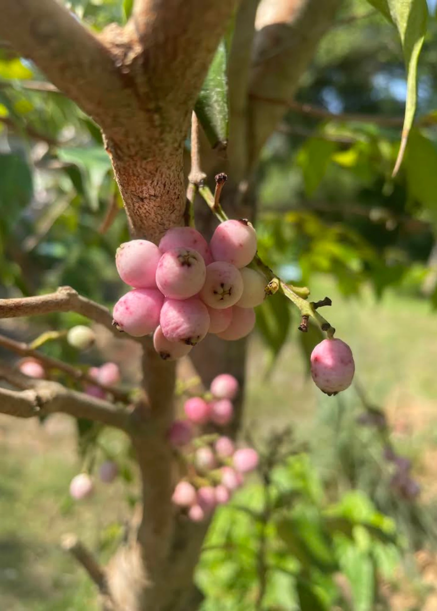 Lilly Pilly (Syzygium Smithii, Acmena Smithii) 2 Lilly Pilly (Syzygium Smithii, Acmena Smithii) - Image 2