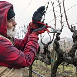 Felco 13 Multipurpose Pruning Shears - Use With 1 Or 2 Hands -Wilson Bros Gardens Shop 13fel in use 3