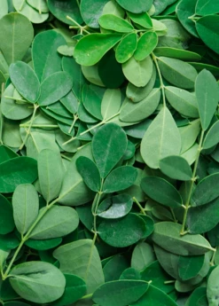 Moringa (Moringa Oleifera) -Wilson Bros Gardens Shop 1 6