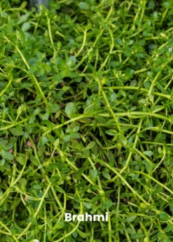 Ayurveda Herb Bundle: Gotu Kola & Brahmi -Wilson Bros Gardens Shop 1 6 75532c5a fe05 4a3a 8f93 56f10dc524c9