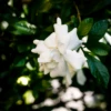Everblooming Gardenia (Gardenia Veitchii)