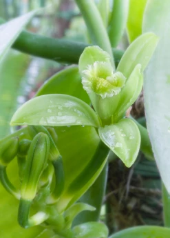 Vanilla Bean Orchid (Vanilla Planifolia) -Wilson Bros Gardens Shop 2 3692ec4f 3437 48b0 ae32 750f99831017