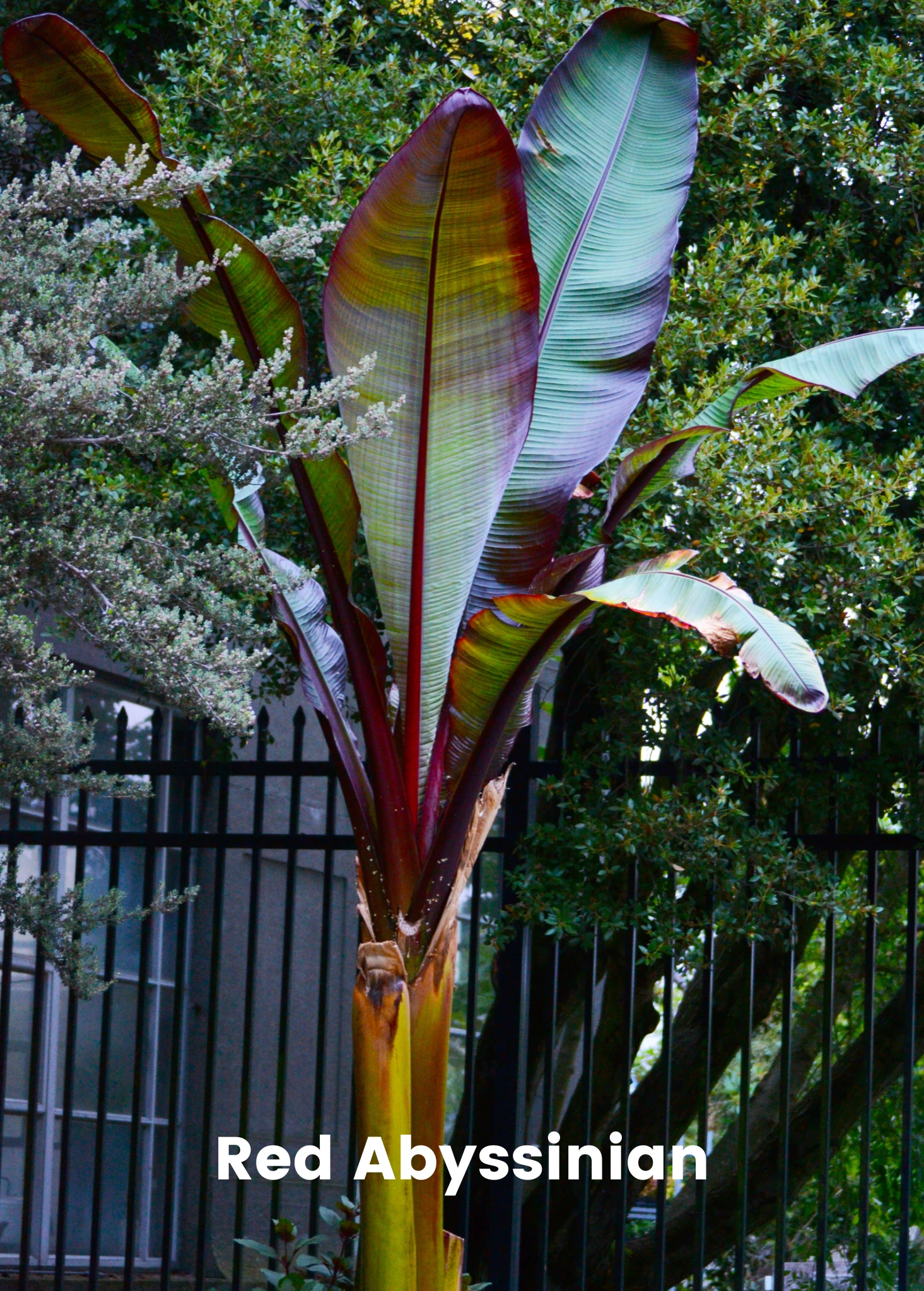 Banana Bundle: Siam Ruby, Blood Banana, Dwarf Cavendish & Red Abyssinian 5 Banana Bundle: Siam Ruby, Blood Banana, Dwarf Cavendish & Red Abyssinian - Image 5