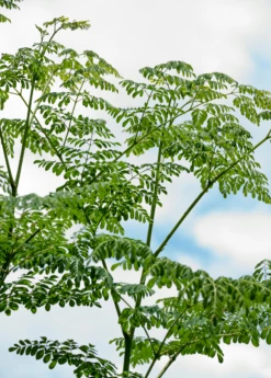 Moringa (Moringa Oleifera) -Wilson Bros Gardens Shop 2 7