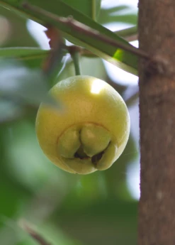 Rose Apple (Syzygium Jambos) -Wilson Bros Gardens Shop 3