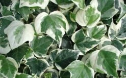 Variegated Algerian Ivy (Hedera Algeriensis 'Gloire De Marengo') - 6 Pack Of Pint Pots -Wilson Bros Gardens Shop 3554 ravensholst ivy