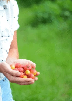 Guava, Strawberry (Psidium Cattleianum) -Wilson Bros Gardens Shop 3DEA704B 3825 4F78 BEC4 9A92A56E0116