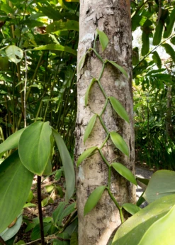 Vanilla Bean Orchid (Vanilla Planifolia) -Wilson Bros Gardens Shop 3 3607b2cc 18a0 4b80 921d 785e8056ab12