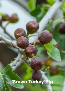 Fig Tree Bundle: 'Olympian' Fig & 'Brown Turkey' Fig -Wilson Bros Gardens Shop 3 7