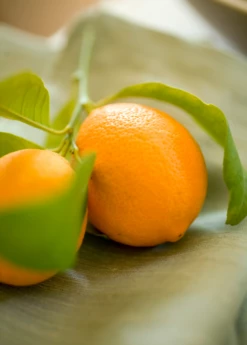 Meyer Lemon (Citrus × Meyeri) 10 Meyer Lemon (Citrus × Meyeri) -Wilson Bros Gardens Shop 3 ba63f6d9 b7c6 449c a8d7 f957dd2888a1