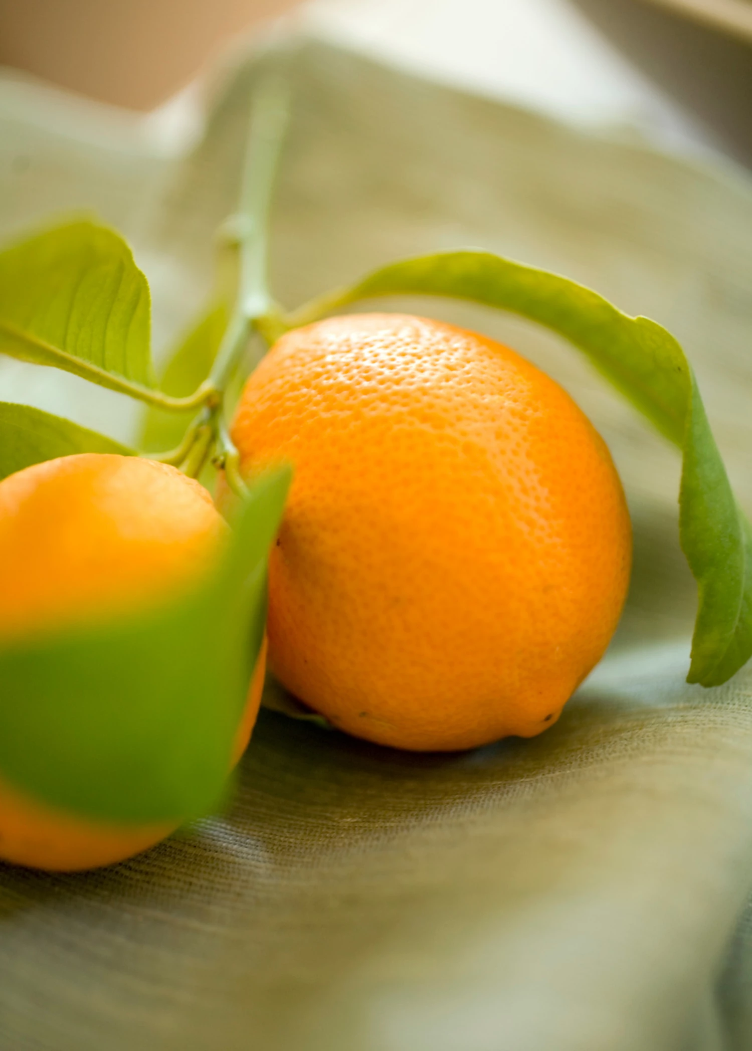 Meyer Lemon (Citrus × Meyeri) 3 Meyer Lemon (Citrus × Meyeri) - Image 3