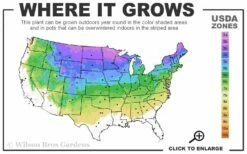 Bloomerang Dwarf Purple Lilac - 3 Gallon Pot -Wilson Bros Gardens Shop 3a 8a 25