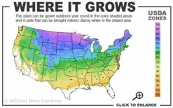 Nocturne Blueberry Bush - 3 Gallon Pot -Wilson Bros Gardens Shop 3a 8b 166