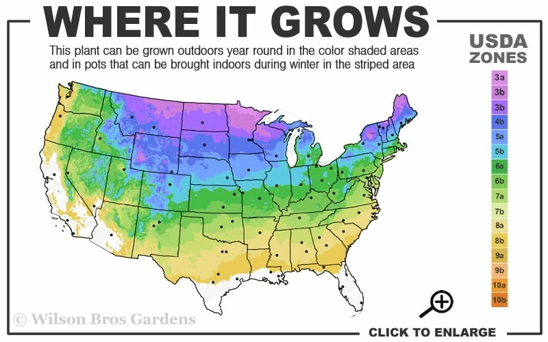 Mariken Dwarf Ginkgo Single Trunk Topiary Tree - 2 Gallon Pot 3 Mariken Dwarf Ginkgo Single Trunk Topiary Tree - 2 Gallon Pot - Image 3