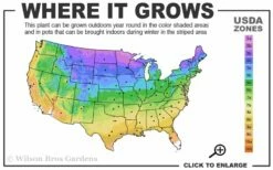 Eastern Cottonwood Tree (Populus Deltoides) - 1 Gallon Pot -Wilson Bros Gardens Shop 3a 9b 157