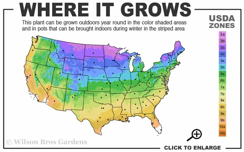 Blackhaw Viburnum - 3 Pack Of 1.5 Quart Pots 3 Blackhaw Viburnum - 3 Pack Of 1.5 Quart Pots - Image 3