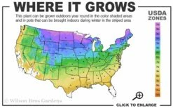 Sourwood Tree - Oxydendrum Arboreum - 2 Gallon Pot -Wilson Bros Gardens Shop 3b 9a 5