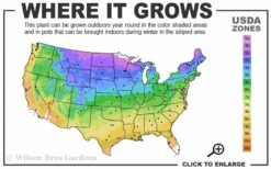 Hollywood Torulosa Juniper - 2 Gallon Pot -Wilson Bros Gardens Shop 3b 9b 7