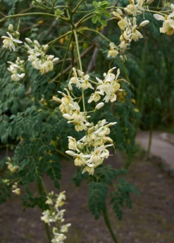 Moringa (Moringa Oleifera) -Wilson Bros Gardens Shop 4 3
