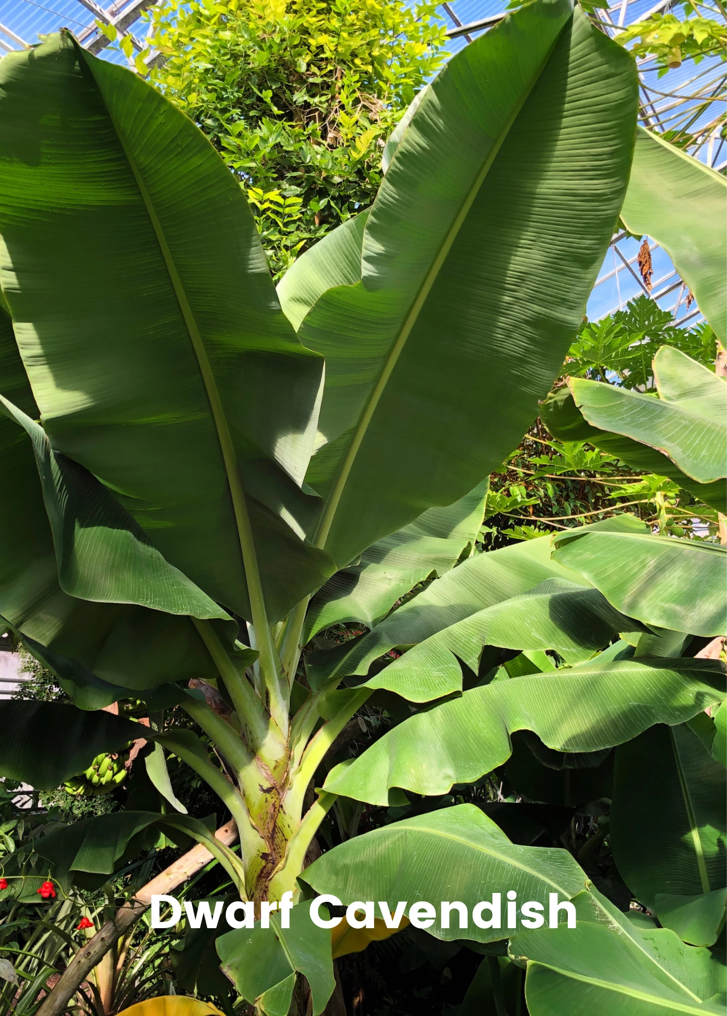 Banana Bundle: Siam Ruby, Blood Banana, Dwarf Cavendish & Red Abyssinian 6 Banana Bundle: Siam Ruby, Blood Banana, Dwarf Cavendish & Red Abyssinian - Image 6