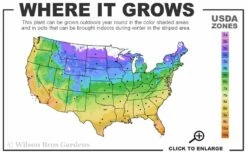 Coral Drift Groundcover Rose - 1 Gallon Pot -Wilson Bros Gardens Shop 4a 11 21