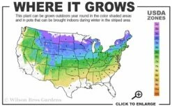 Northern Highbush Blueberry (Vaccinum Corymbosum) - 6 Pack Of 1 Gallon Pots -Wilson Bros Gardens Shop 4a 8a 14