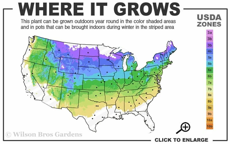 Admiration Barberry - 2 Gallon Pot 3 Admiration Barberry - 2 Gallon Pot - Image 3