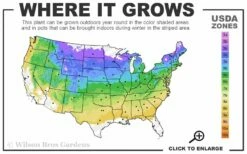 Pin Oak Tree (Quercus Palustris) - 3 Gallon Pot 11 Pin Oak Tree (Quercus Palustris) - 3 Gallon Pot -Wilson Bros Gardens Shop 4a 8b 213
