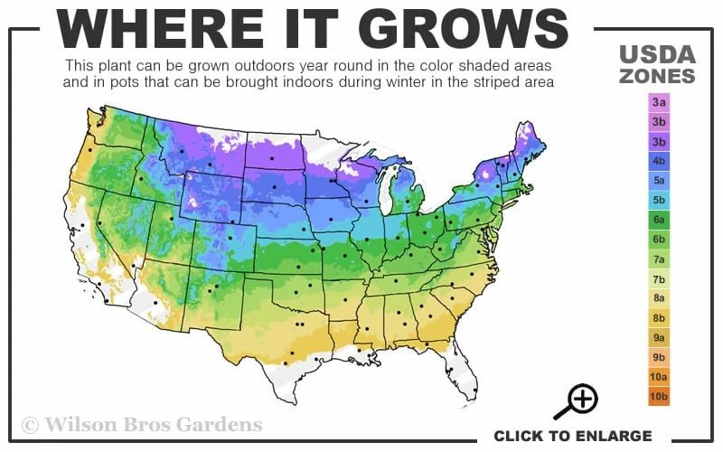 Pin Oak Tree (Quercus Palustris) - 3 Gallon Pot 3 Pin Oak Tree (Quercus Palustris) - 3 Gallon Pot - Image 3