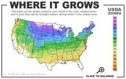 Washington Hawthorn (Crataegus Phaenopyrum) - 1 Gallon Pot -Wilson Bros Gardens Shop 4a 8b thumbnail 8