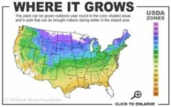 Miranda Climbing Hydrangea - 2 Gallon Pot -Wilson Bros Gardens Shop 4a 9a 12