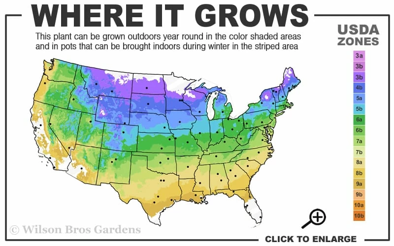 Climbing Hydrangea 'Petiolaris' - 1 Gallon Pot 3 Climbing Hydrangea 'Petiolaris' - 1 Gallon Pot - Image 3
